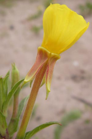 Oenothera oakesiana \ Ksten-Nachtkerze, Sand-Nachtkerze, D Mannheim 24.6.2013