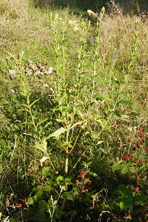 Oenothera oehlkersii \ Oehlkers-Nachtkerze, D Jugenheim an der Bergstraße 16.7.2014