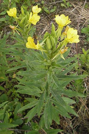 Oenothera rubriaxis \ Rotachsige Nachtkerze, D Weinheim an der Bergstraße 15.7.2011