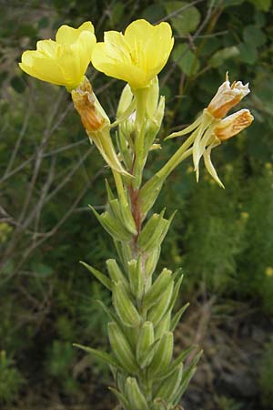 Oenothera rubriaxis \ Rotachsige Nachtkerze, D Weinheim an der Bergstraße 15.7.2011