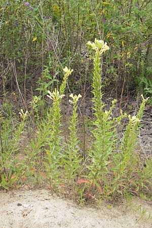 Oenothera rubriaxis \ Rotachsige Nachtkerze, D Weinheim an der Bergstraße 15.7.2011