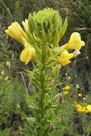 Oenothera rubriaxis \ Rotachsige Nachtkerze, D Weinheim an der Bergstraße 15.7.2011