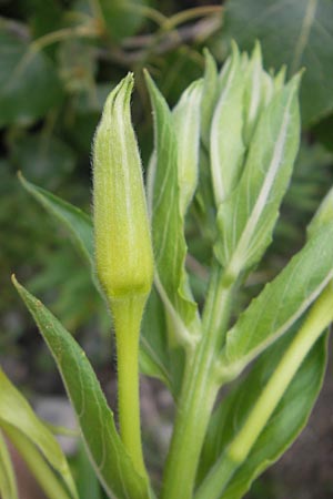 Oenothera suaveolens ? \ Wohlriechende Nachtkerze, D Mannheim 22.7.2011