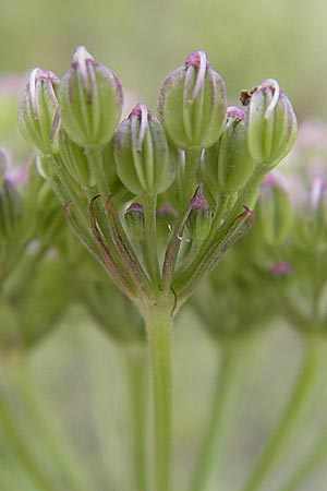 Selinum carvifolia \ Kmmelblttrige Silge / Cambridge Milk Parsley, D Hanhofen 25.7.2011