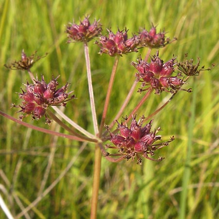 Oenanthe peucedanifolia \ Haarstrang-Wasserfenchel / Dropwort, D Pfalz, Bellheim 11.7.2013