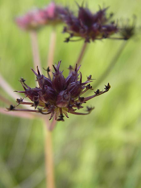 Oenanthe peucedanifolia \ Haarstrang-Wasserfenchel / Dropwort, D Pfalz, Bellheim 11.7.2013