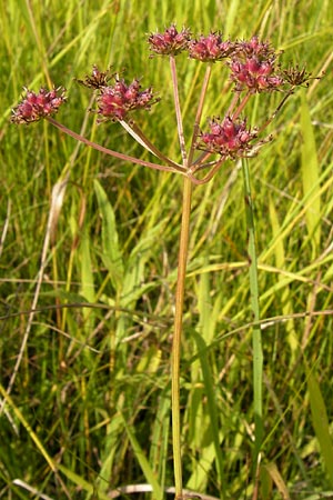 Oenanthe peucedanifolia \ Haarstrang-Wasserfenchel / Dropwort, D Pfalz, Bellheim 11.7.2013