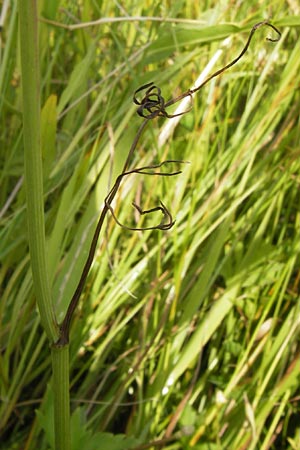 Oenanthe peucedanifolia \ Haarstrang-Wasserfenchel / Dropwort, D Pfalz, Bellheim 11.7.2013