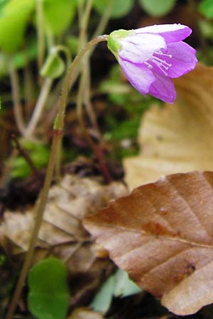 Oxalis acetosella forma rosea \ Rosa Wald-Sauerklee / Pink Wood Sorrel, D Odenwald, Waldbrunn 9.5.2014