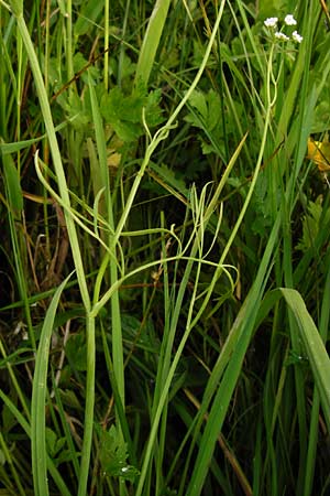 Oenanthe peucedanifolia / Dropwort, D Pfalz, Bellheim 21.5.2014