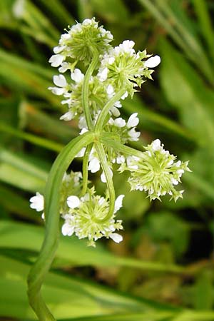 Oenanthe peucedanifolia \ Haarstrang-Wasserfenchel / Dropwort, D Pfalz, Bellheim 21.5.2014