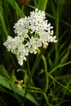 Oenanthe peucedanifolia \ Haarstrang-Wasserfenchel / Dropwort, D Pfalz, Bellheim 21.5.2014