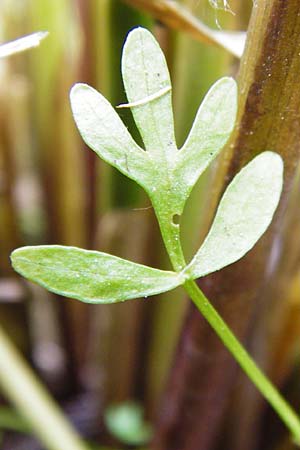 Oenanthe peucedanifolia / Dropwort, D Pfalz, Bellheim 21.5.2014