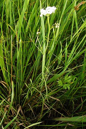 Oenanthe peucedanifolia / Dropwort, D Pfalz, Bellheim 21.5.2014