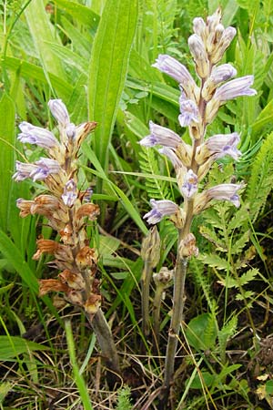 Phelipanche purpurea \ Purpur-Sommerwurz / Yarrow Broomrape, D Hemsbach 27.5.2014