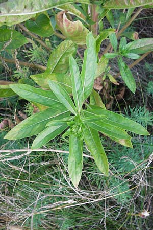 Oenothera drawertii \ Drawerts Nachtkerze / Drawert's Evening Primrose, D Jugenheim an der Bergstraße 16.7.2014