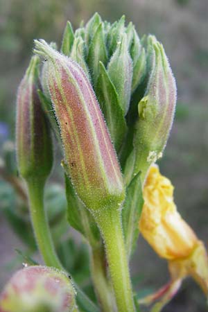 Oenothera drawertii \ Drawerts Nachtkerze / Drawert's Evening Primrose, D Jugenheim an der Bergstraße 16.7.2014