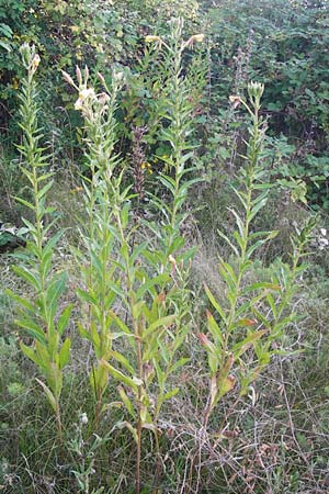 Oenothera drawertii \ Drawerts Nachtkerze / Drawert's Evening Primrose, D Jugenheim an der Bergstraße 16.7.2014