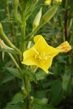 Oenothera paradoxa \ Seltsame Nachtkerze / Paradoxal Evening Primrose, D Philippsburg 28.7.2014