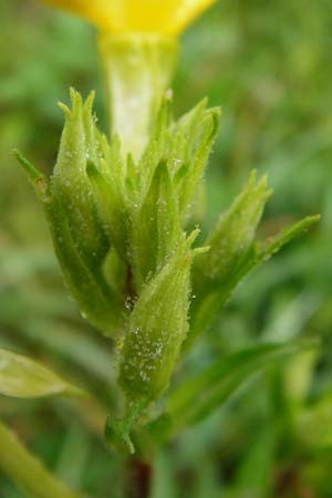 Oenothera rubriaxis \ Rotachsige Nachtkerze, D Odenwald, Mörlenbach 5.8.2014