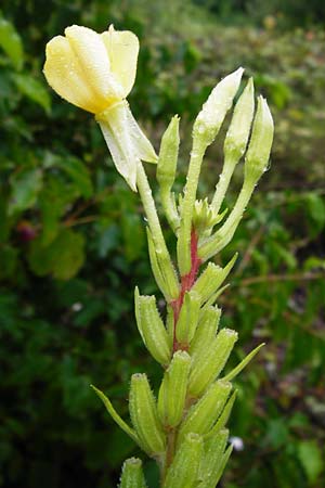 Oenothera rubriaxis \ Rotachsige Nachtkerze, D Odenwald, Mörlenbach 5.8.2014