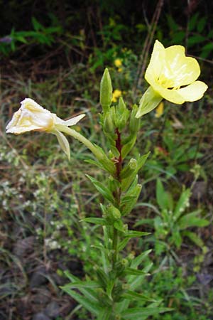 Oenothera rubriaxis \ Rotachsige Nachtkerze, D Odenwald, Mörlenbach 5.8.2014