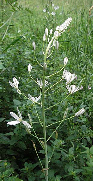 Ornithogalum brevistylum \ Kurzgriffeliger Milchstern / Pyramidal Star of Bethlehem, D Weinheim an der Bergstraße 20.6.2006