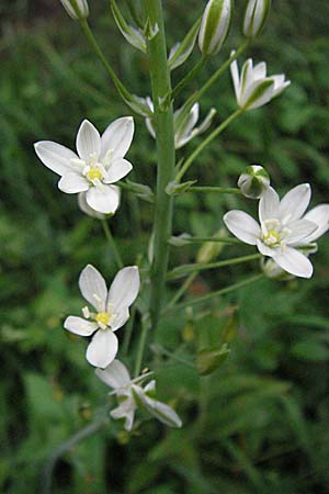 Ornithogalum brevistylum \ Kurzgriffeliger Milchstern, D Weinheim an der Bergstraße 20.6.2006