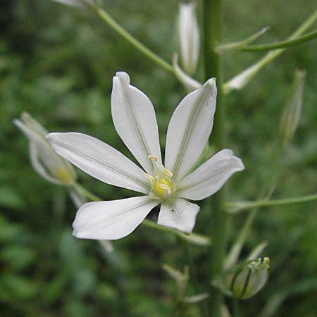 Ornithogalum brevistylum / Pyramidal Star of Bethlehem, D Weinheim an der Bergstraße 20.6.2006