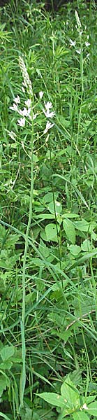 Ornithogalum brevistylum \ Kurzgriffeliger Milchstern, D Weinheim an der Bergstraße 20.6.2006