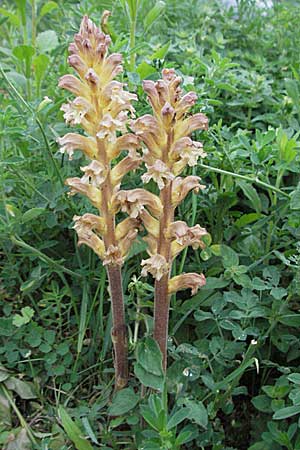 Orobanche lutea \ Gelbe Sommerwurz / Yellow Broomrape, D Hemsbach 11.5.2007