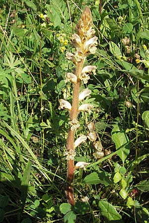 Orobanche picridis \ Bitterkraut-Sommerwurz / Picris Broomrape, Oxtongue Broomrape, D Hemsbach 11.6.2007