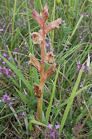 Orobanche alba \ Weie Sommerwurz, D Neuleiningen 12.6.2007