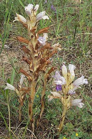 Phelipanche arenaria \ Sand-Sommerwurz / Wormwood Broomrape, D Mannheim 14.6.2007