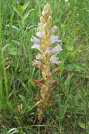 Phelipanche arenaria \ Sand-Sommerwurz / Wormwood Broomrape, D Mannheim 14.6.2007