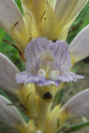 Phelipanche arenaria \ Sand-Sommerwurz / Wormwood Broomrape, D Mannheim 14.6.2007