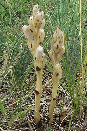 Phelipanche arenaria \ Sand-Sommerwurz / Wormwood Broomrape, D Mannheim 14.6.2007