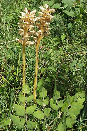 Orobanche alsatica subsp. alsatica \ Elssser Sommerwurz / Alsatian Broomrape, D Karlstadt 16.6.2007