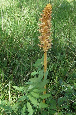 Orobanche alsatica subsp. alsatica \ Elssser Sommerwurz / Alsatian Broomrape, D Karlstadt 16.6.2007