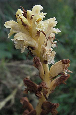 Orobanche reticulata subsp. pallidiflora \ Blassbltige Distel-Sommerwurz, D Heidelberg 26.6.2007