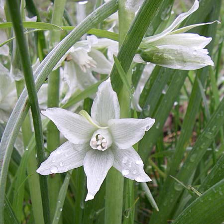 Ornithogalum nutans \ Nickender Milchstern / Drooping Star of Bethlehem, D Ingelheim 5.4.2008