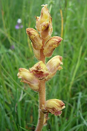 Orobanche gracilis \ Blutrote Sommerwurz / Slender Broomrape, D Hurlach 8.6.2008