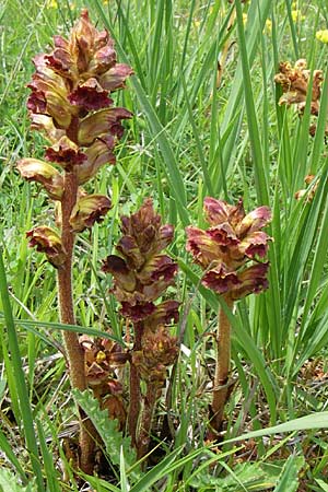 Orobanche gracilis \ Blutrote Sommerwurz / Slender Broomrape, D Hurlach 8.6.2008