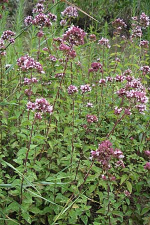 Origanum vulgare \ Wilder Majoran, Dost / Wild Marjoram, D Kaiserstuhl, Ihringen 12.7.2008