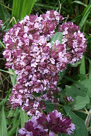 Origanum vulgare / Wild Marjoram, D Kaiserstuhl, Ihringen 12.7.2008