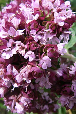 Origanum vulgare / Wild Marjoram, D Kaiserstuhl, Ihringen 12.7.2008