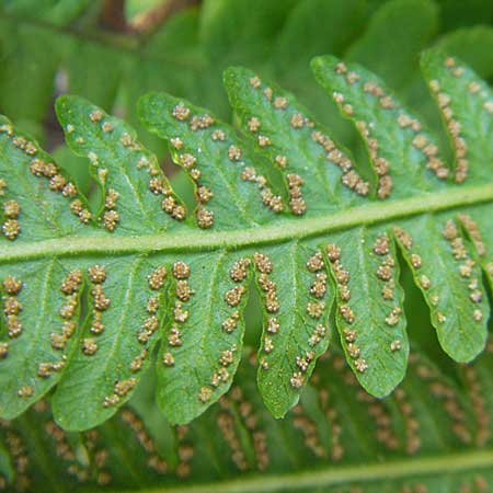 Oreopteris limbosperma / Sweet Mountain Fern, Lemon-Scented Fern, D Odenwald, Wilhelmsfeld 27.8.2009