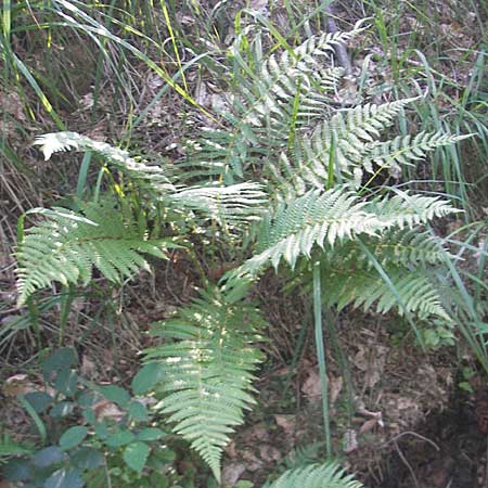 Oreopteris limbosperma / Sweet Mountain Fern, Lemon-Scented Fern, D Odenwald, Wilhelmsfeld 27.8.2009