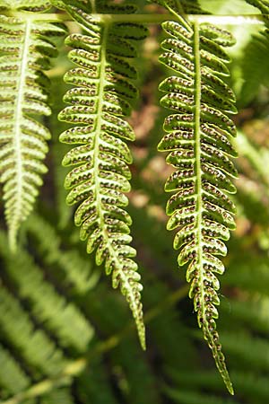 Oreopteris limbosperma / Sweet Mountain Fern, Lemon-Scented Fern, D Odenwald, Wilhelmsfeld 27.8.2009