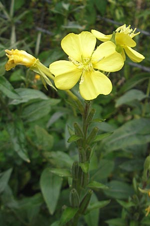 Oenothera spec1 ? \ Nachtkerze, D Mannheim 10.7.2011